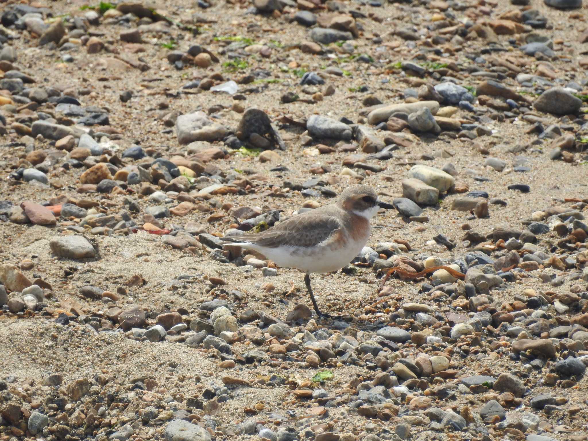 Siberian Sand Plover