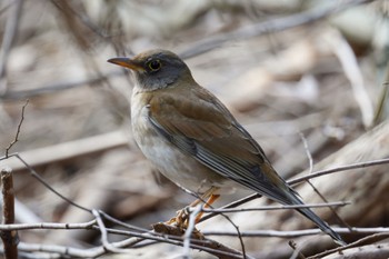 Pale Thrush 杉並区 Sun, 2/12/2023