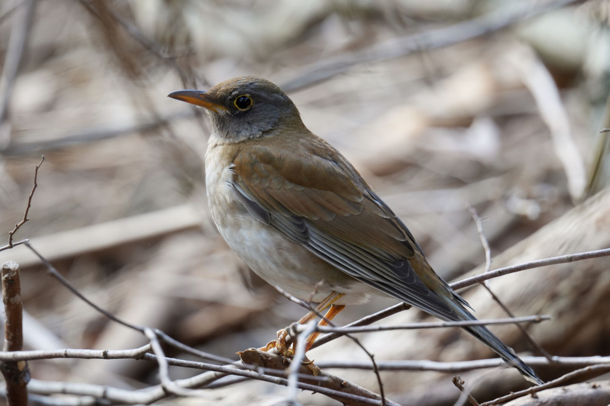 Pale Thrush