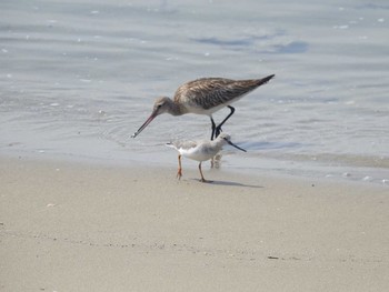 Bar-tailed Godwit 兵庫県明石市 Sun, 4/22/2018