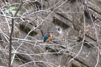 2023年2月14日(火) 寝屋川公園の野鳥観察記録