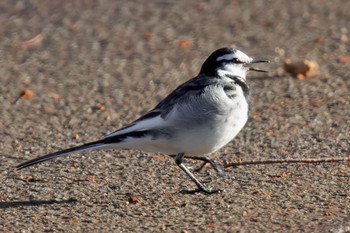 White Wagtail Akigase Park Sat, 2/11/2023