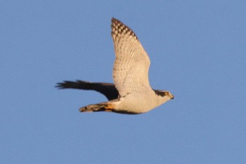 Eurasian Goshawk 豊田市横山 Tue, 2/14/2023