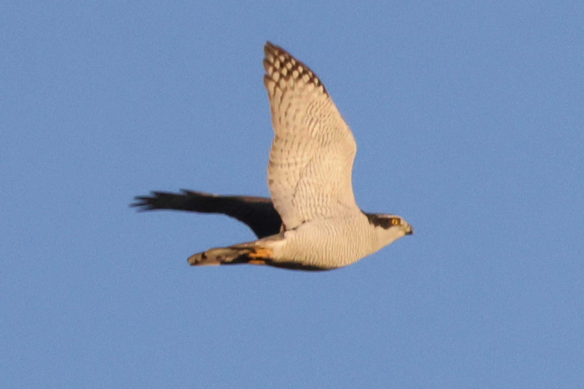 Photo of Eurasian Goshawk at 豊田市横山 by toshi