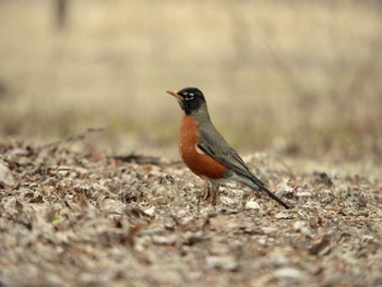 コマツグミ Minnesota Valley National Wildlife Refuge 2022年4月28日(木)