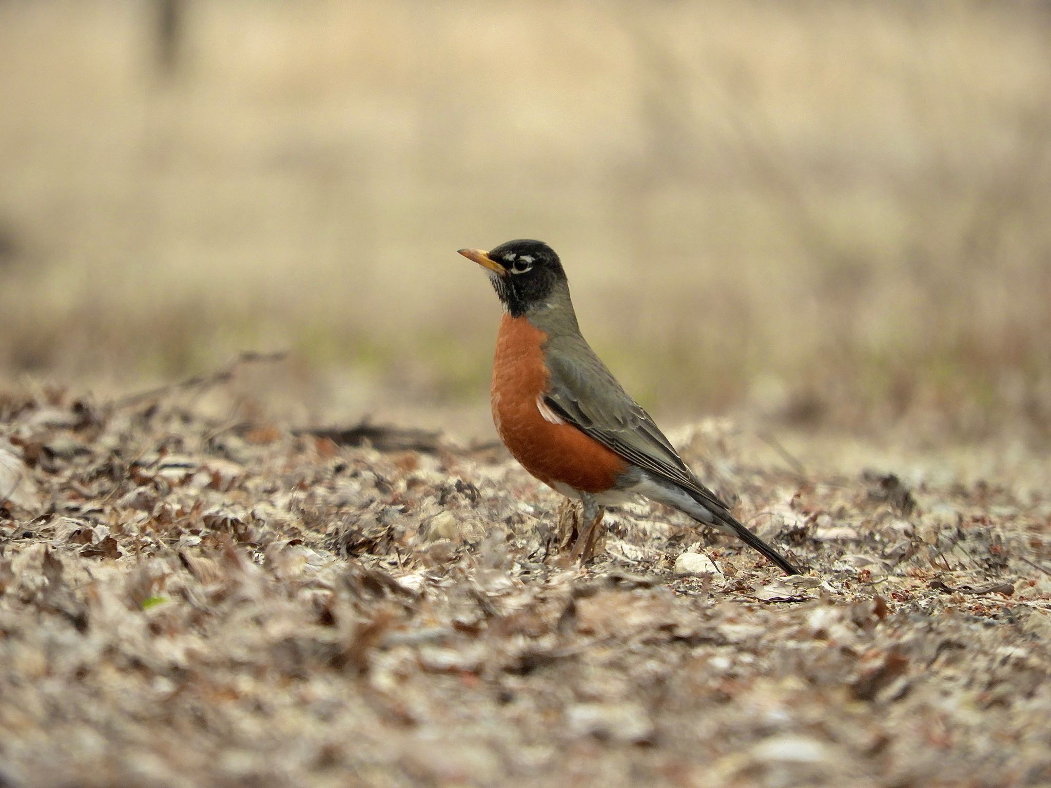 American Robin