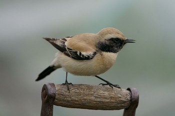 Desert Wheatear Unknown Spots Sun, 2/12/2023