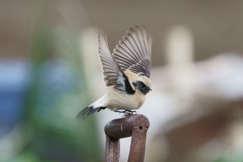 Desert Wheatear Unknown Spots Sun, 2/12/2023