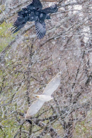 Eurasian Goshawk Izunuma Sun, 1/29/2023