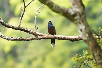 ルリカケス 奄美大島 2022年3月22日(火)