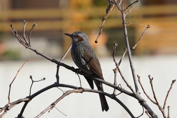 Brown-eared Bulbul 倉敷市林 Tue, 2/14/2023