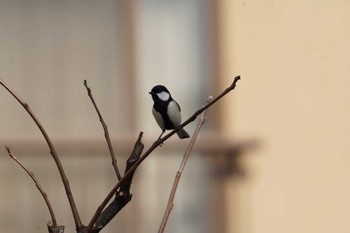 Japanese Tit 倉敷市林 Tue, 2/14/2023