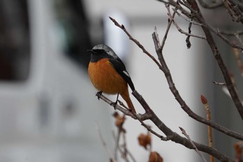 Daurian Redstart 倉敷市林 Tue, 2/14/2023