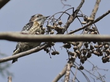 Japanese Pygmy Woodpecker 立田山 Tue, 2/14/2023