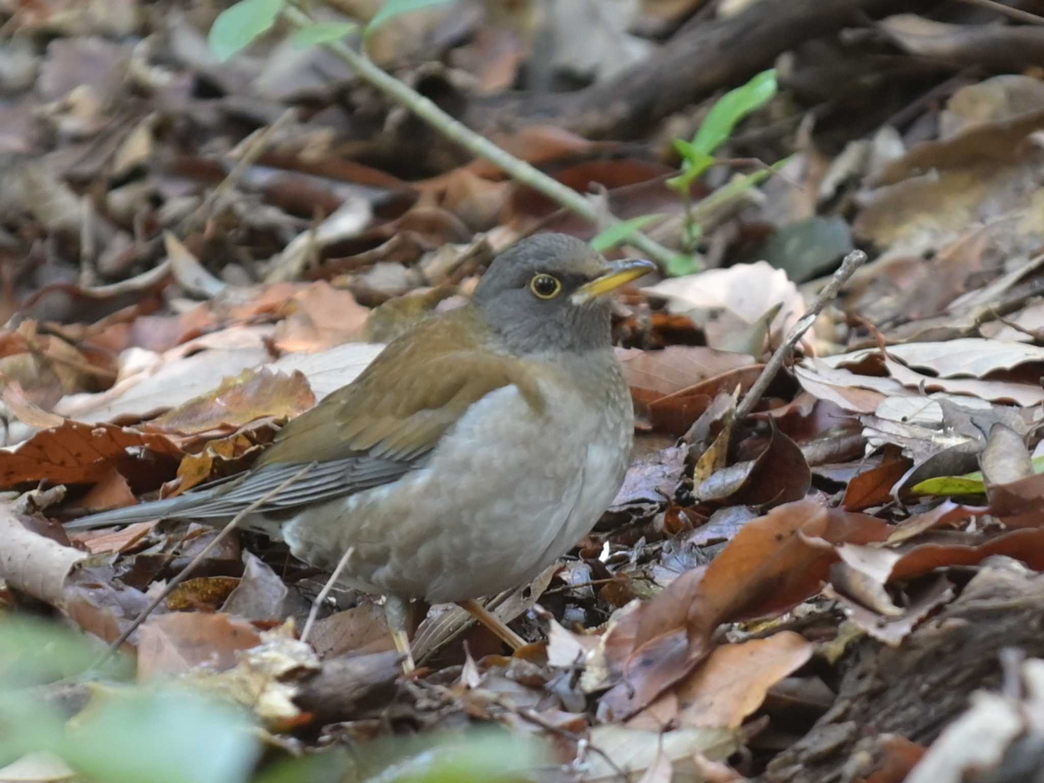 Pale Thrush