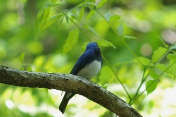 Sun, 4/22/2018 Birding report at 東京都あきる野市