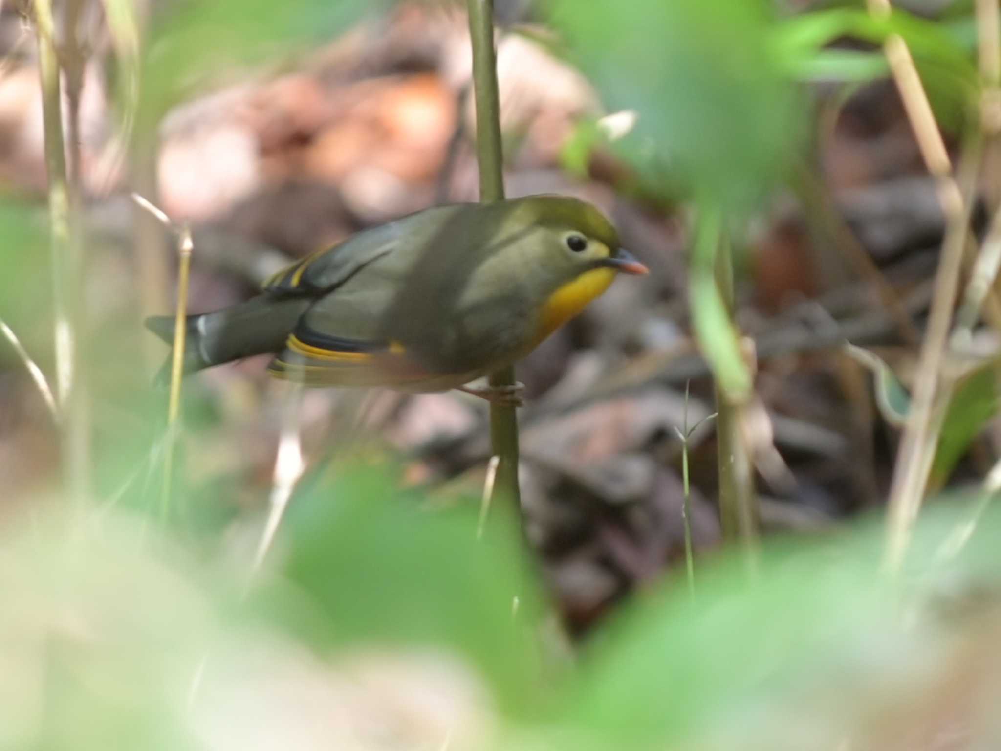 Photo of Red-billed Leiothrix at 立田山 by jo6ehm