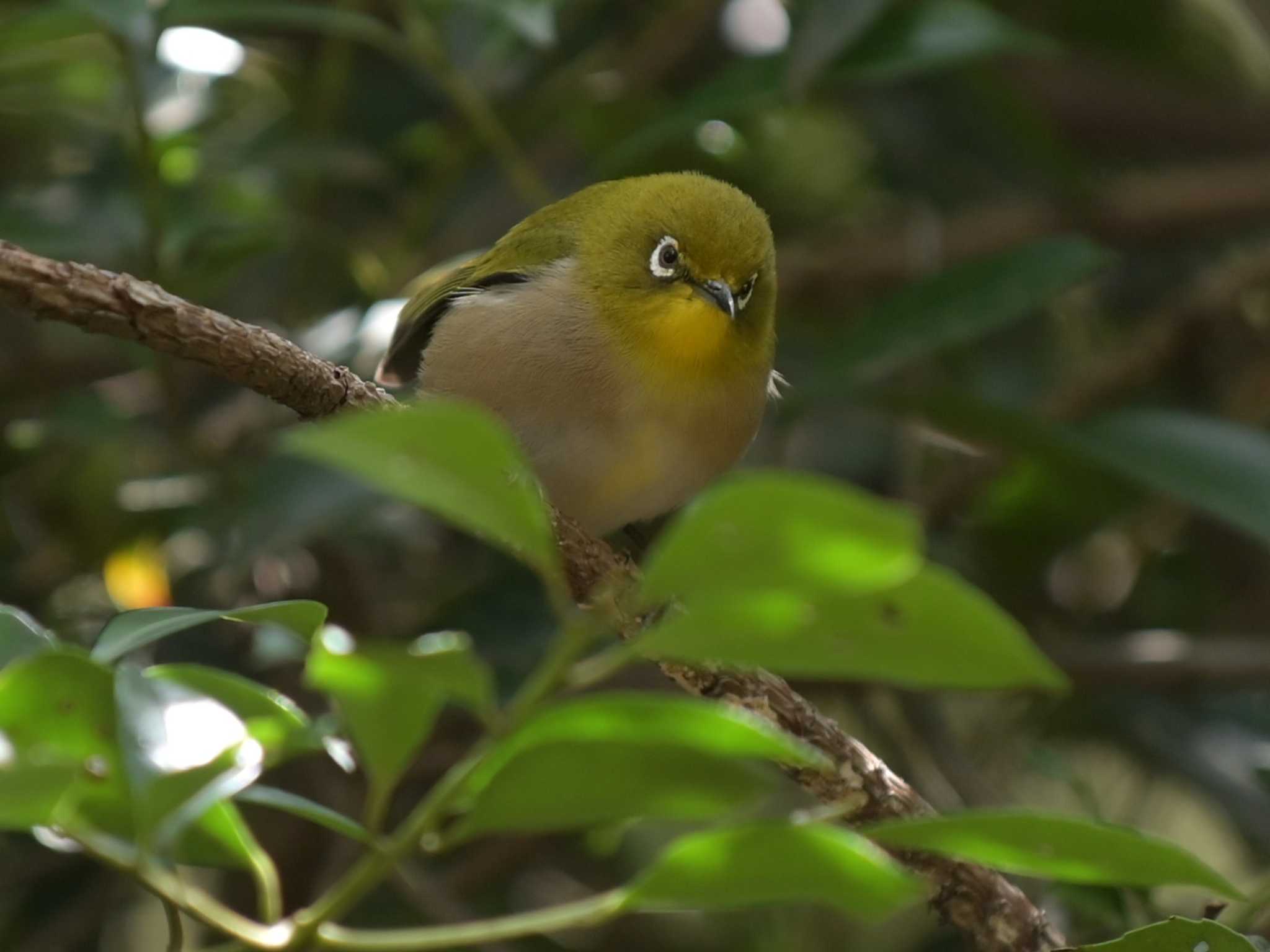 Warbling White-eye