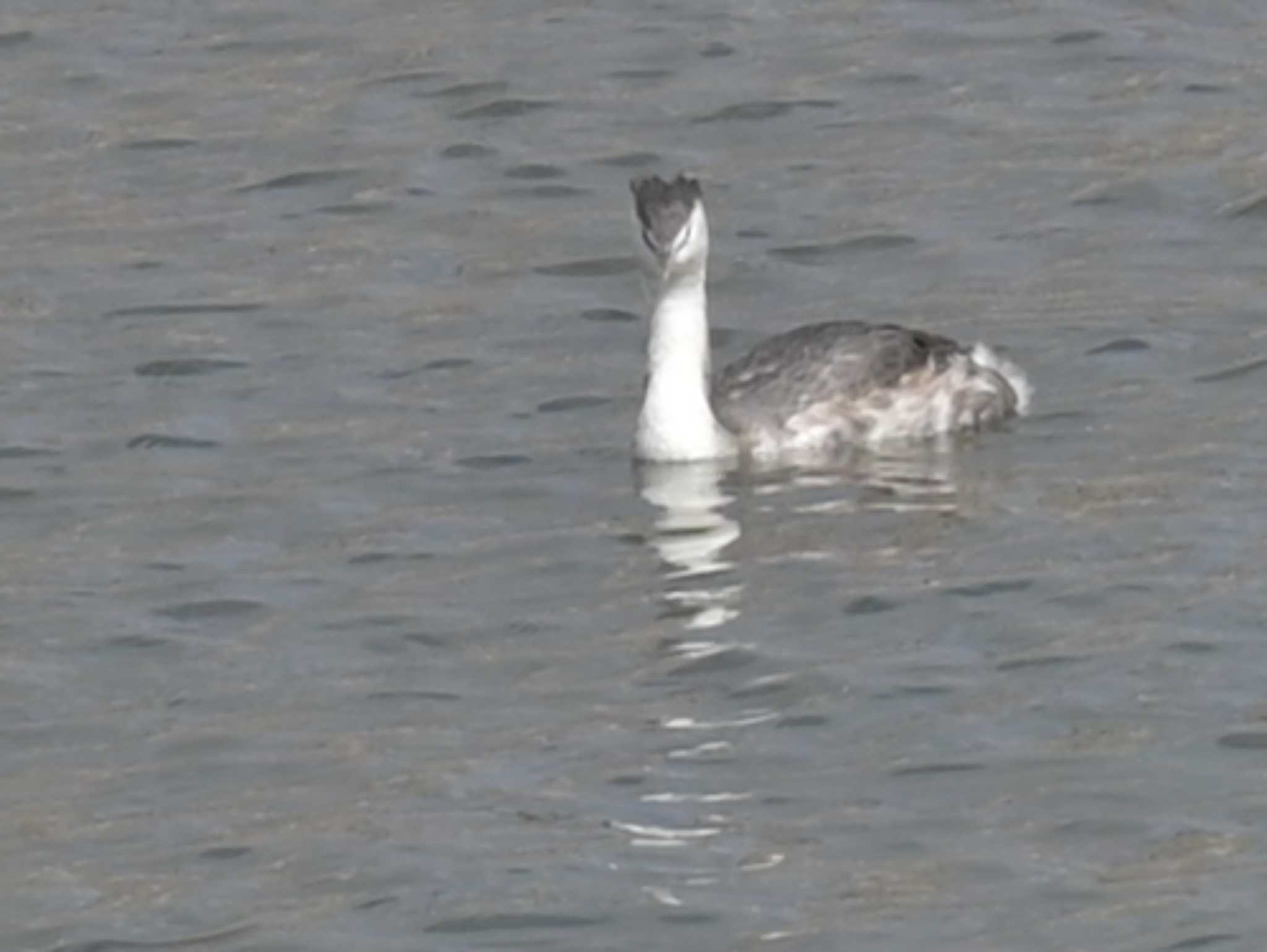 Great Crested Grebe