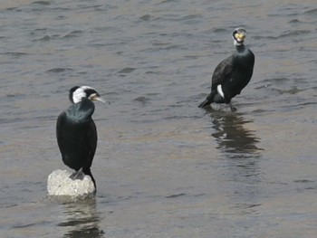 2023年2月14日(火) 立田山の野鳥観察記録