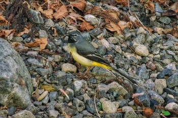 Grey Wagtail 東京都あきる野市 Sun, 4/22/2018