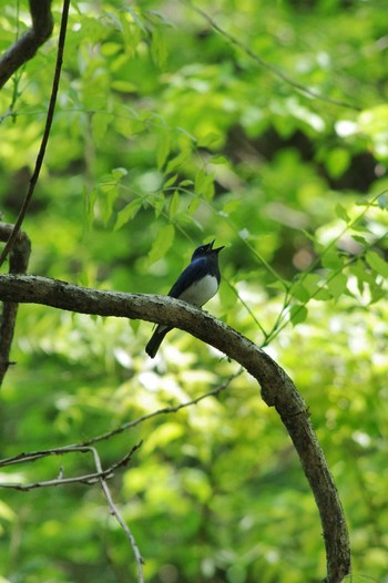 Blue-and-white Flycatcher 東京都あきる野市 Sun, 4/22/2018