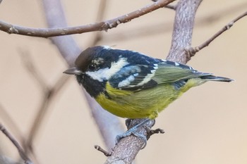 Yellow-bellied Tit 杉並区 Sun, 2/12/2023