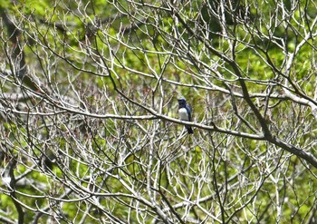 Blue-and-white Flycatcher 神奈川県 Sat, 4/21/2018