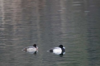 2023年2月4日(土) 千代田湖の野鳥観察記録