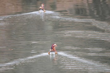 Tue, 2/7/2023 Birding report at みさか桃源郷公園