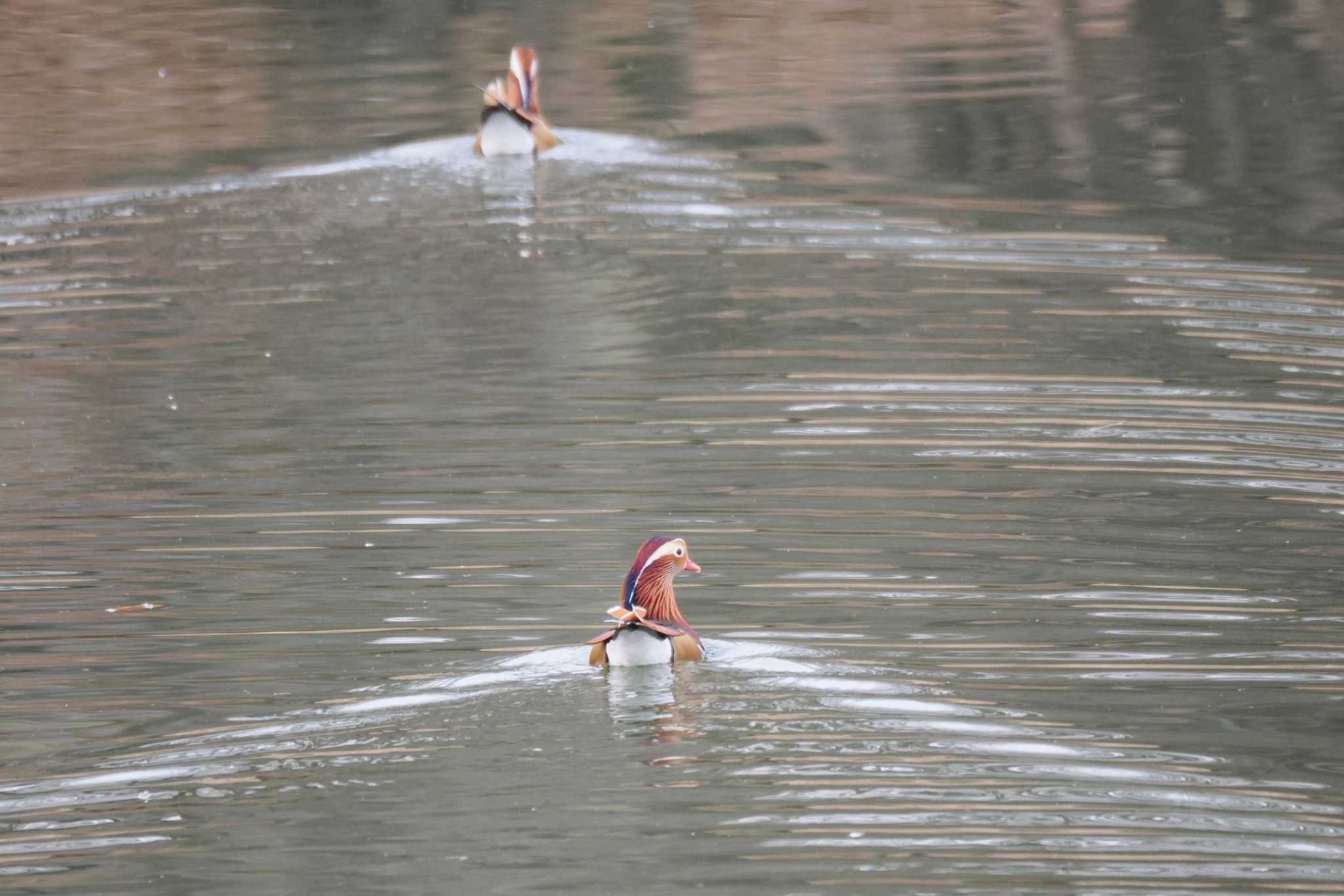 Photo of Mandarin Duck at みさか桃源郷公園 by 關本 英樹