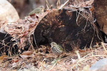 2023年2月14日(火) 山梨県森林公園金川の森(山梨県笛吹市)の野鳥観察記録