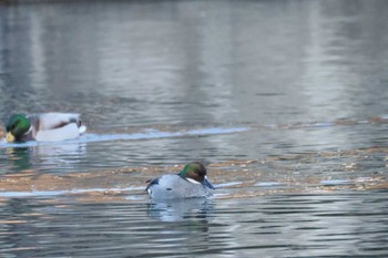 2023年2月1日(水) ちどり湖の野鳥観察記録