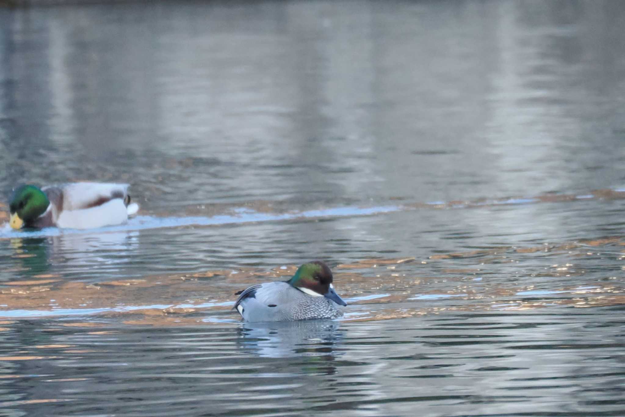 Falcated Duck