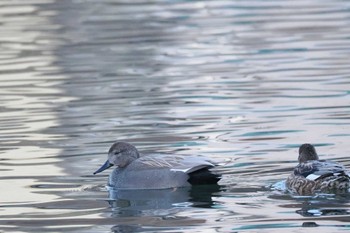 オカヨシガモ ちどり湖 2023年2月1日(水)