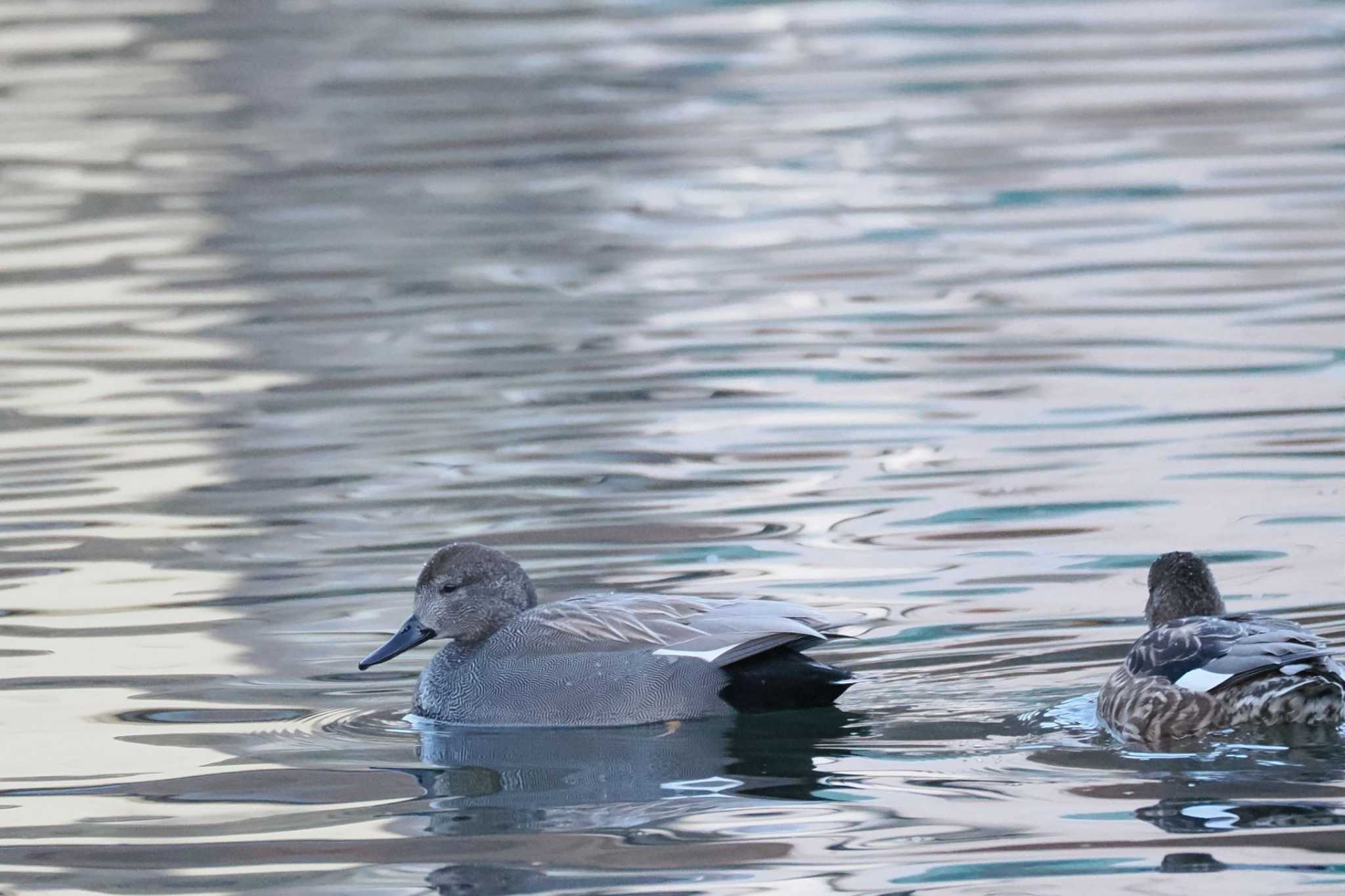 Gadwall