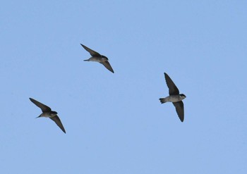 Asian House Martin 東京都八王子市 Sun, 4/22/2018