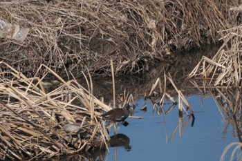 2023年2月4日(土) 濁川の野鳥観察記録