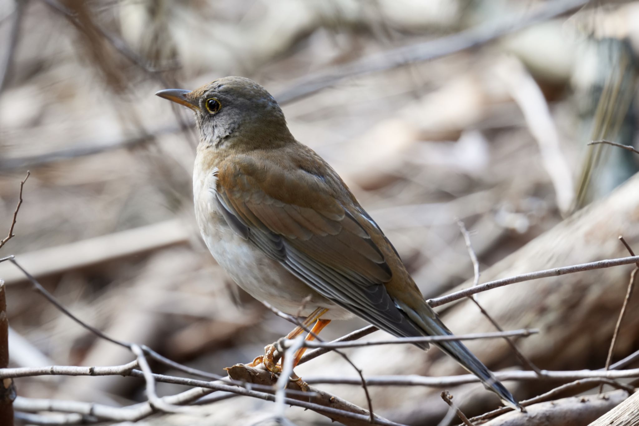 Pale Thrush