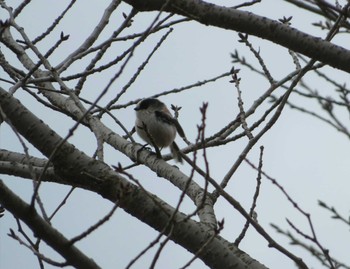 Long-tailed Tit Unknown Spots Tue, 2/14/2023