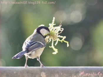 Japanese Tit スイス Fri, 4/6/2018