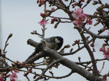 Japanese Tit Unknown Spots Tue, 2/14/2023