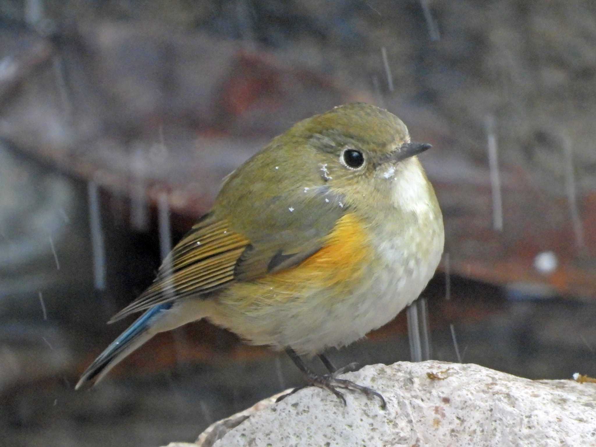 太白山自然観察の森 ルリビタキの写真 by ぴーさん