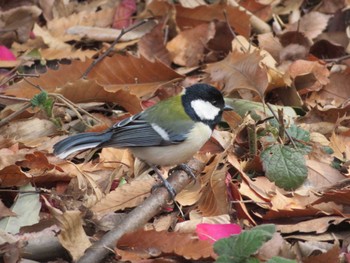 Japanese Tit Unknown Spots Tue, 2/14/2023