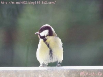 Japanese Tit スイス Fri, 4/6/2018