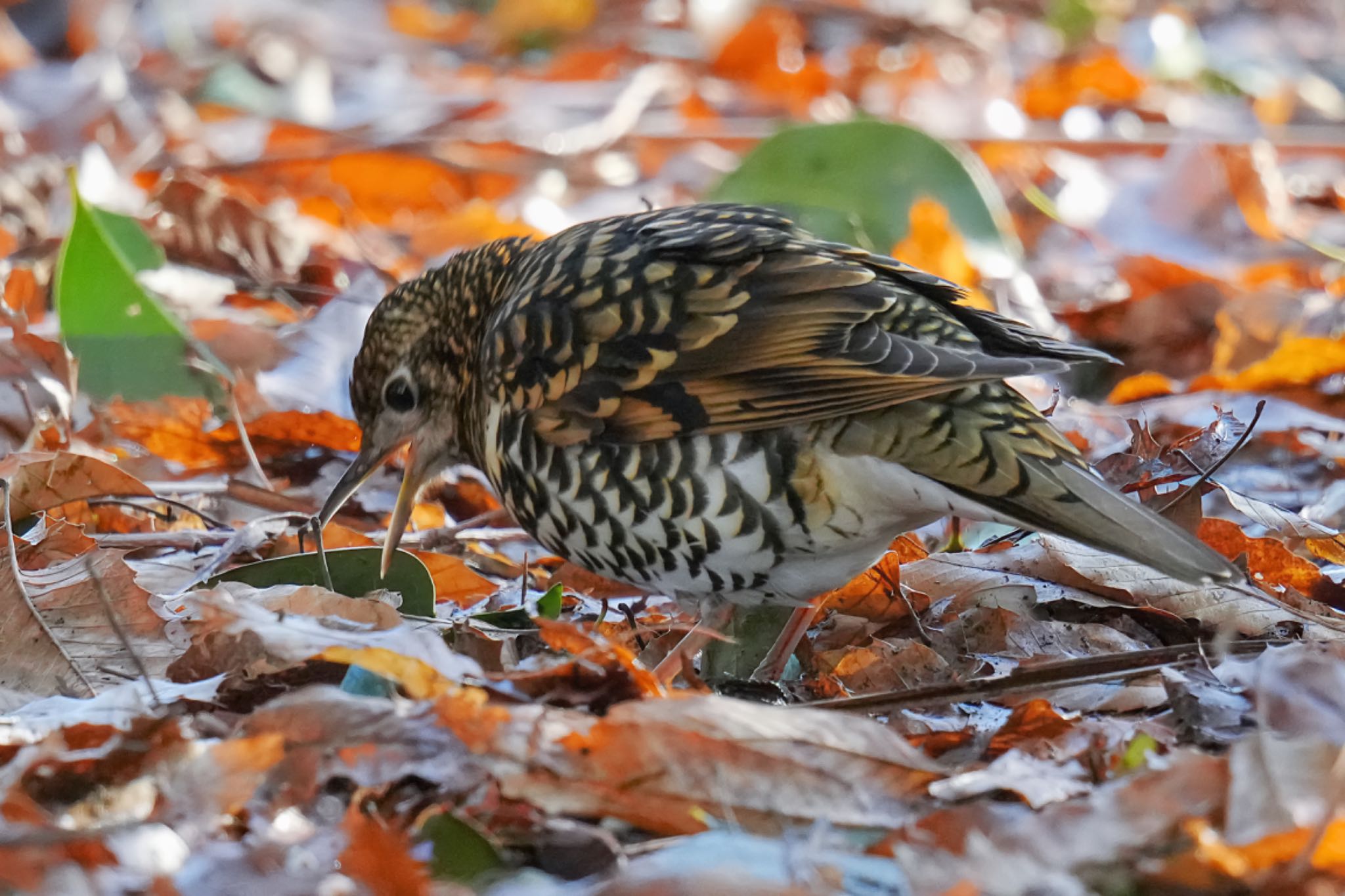 秋ヶ瀬公園 トラツグミの写真