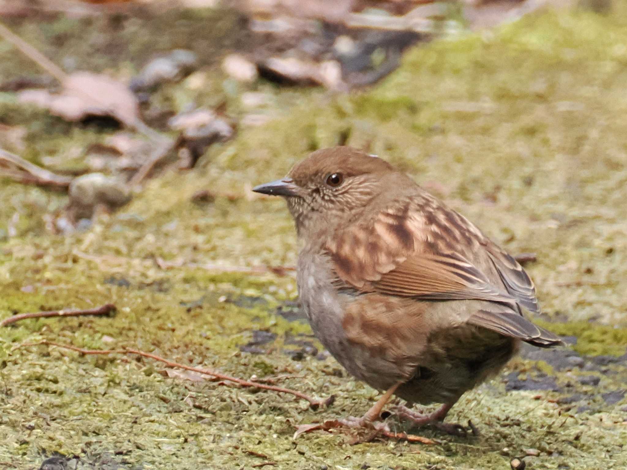 カヤクグリ