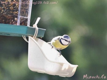 Eurasian Blue Tit スイス Fri, 4/6/2018