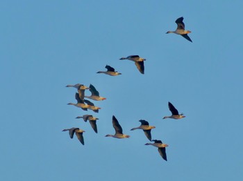2023年2月11日(土) 渡良瀬遊水地の野鳥観察記録