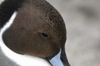 Northern Pintail 田尻池(富山市) Sat, 2/11/2023